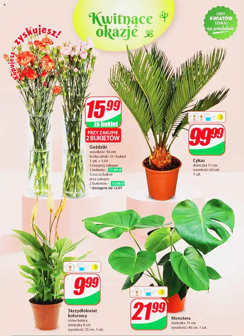 dino pl nr27