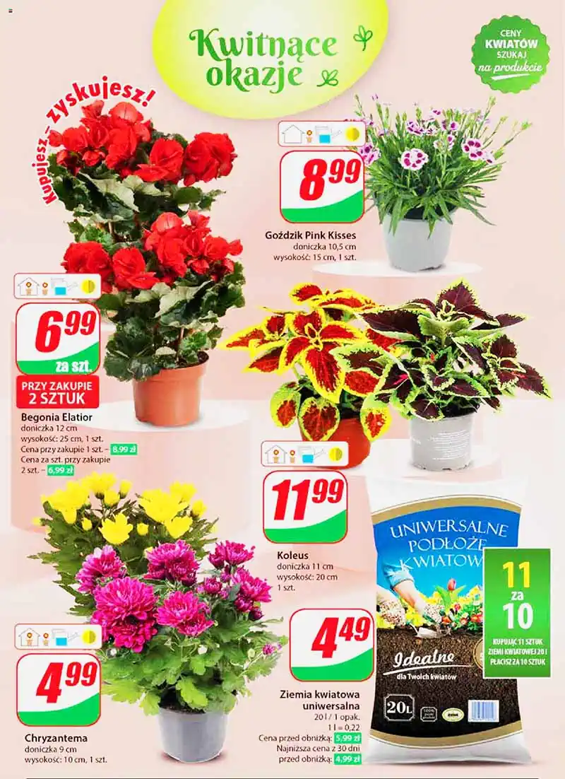 dino pl nr27